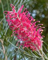 Grevillea Sylvia