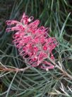 Grevillea Sylvia