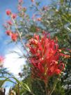 Grevillea Sylvia