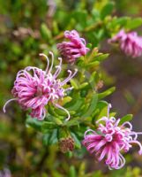 Grevillea Little Miss Muffett