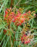 Grevillea Firesprite