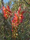 Grevillea Firesprite