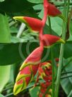 Heliconia rostrata