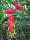 Heliconia rostrata