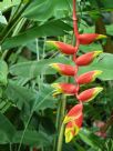 Heliconia rostrata