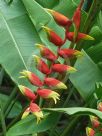 Heliconia rostrata