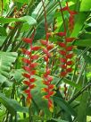 Heliconia rostrata