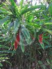 Heliconia rostrata