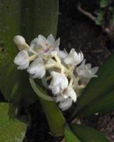 Calanthe baliensis