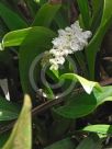 Calanthe baliensis