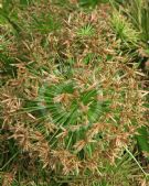 Cyperus haspan