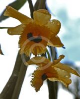 Dendrobium fimbriatum