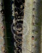 Cereus jamacaru