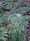 Pteris tripartita