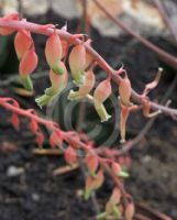 Gasteria obliqua