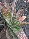 Gasteria obliqua