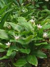 Calathea loeseneri