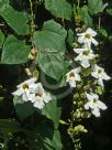 Thunbergia laurifolia Alba