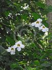 Thunbergia laurifolia Alba