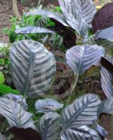 Calathea majestica Sanderiana