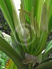 Crinum asiaticum Variegatum