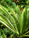 Crinum asiaticum Variegatum