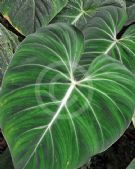 Philodendron gloriosum