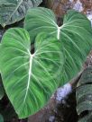 Philodendron gloriosum