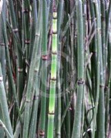 Equisetum ramosissimum debile