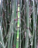 Equisetum ramosissimum debile