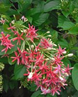 Combretum indicum double-flowered