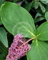 Medinilla cummingii