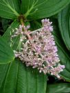 Medinilla cummingii