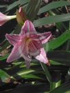 Hippeastrum reticulatum striatifolium