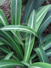 Hippeastrum reticulatum striatifolium