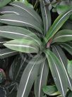 Hippeastrum reticulatum striatifolium