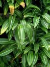 Hippeastrum reticulatum striatifolium