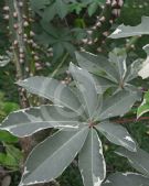 Ceiba pentandra Variegata