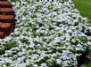 Catharanthus roseus Albus Group