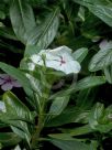 Catharanthus roseus Ocellatus Group