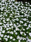 Catharanthus roseus Ocellatus Group