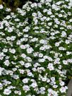 Catharanthus roseus Ocellatus Group