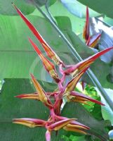 Heliconia collinsiana