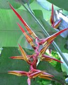 Heliconia collinsiana