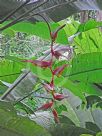 Heliconia collinsiana