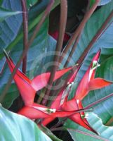 Heliconia stricta Dwarf Jamaican