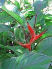 Heliconia stricta Dwarf Jamaican