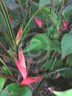 Heliconia stricta Dwarf Jamaican