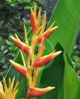 Heliconia nickeriensis