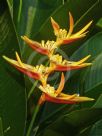 Heliconia nickeriensis